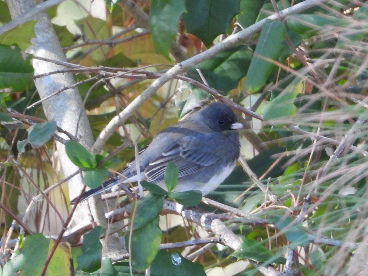 strnadec zimní - ML649297177