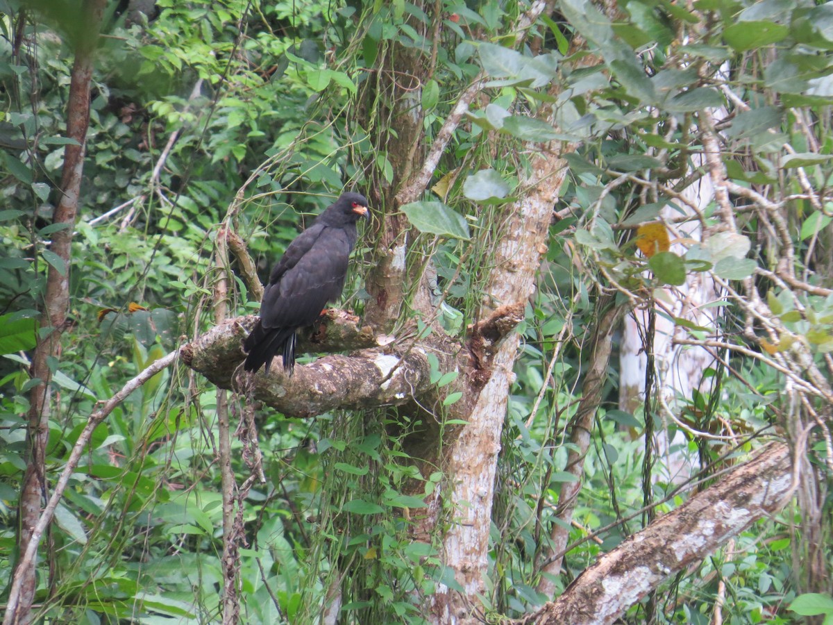 Caracolero Común - ML649297233