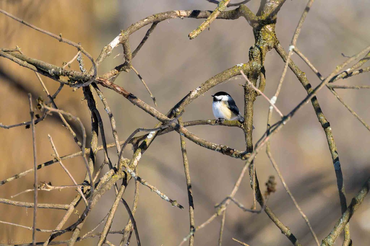 Carbonero Cabecinegro - ML649297244