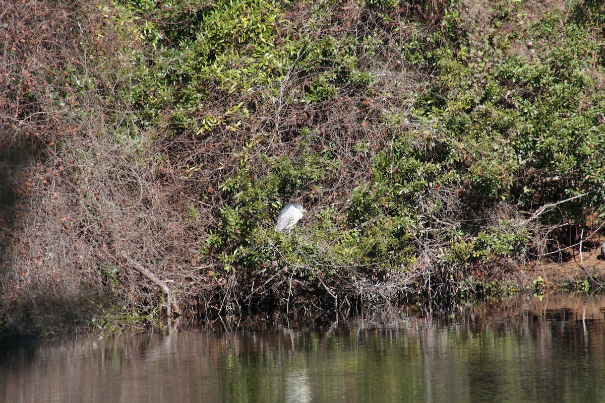 Martinete Común - ML649297245