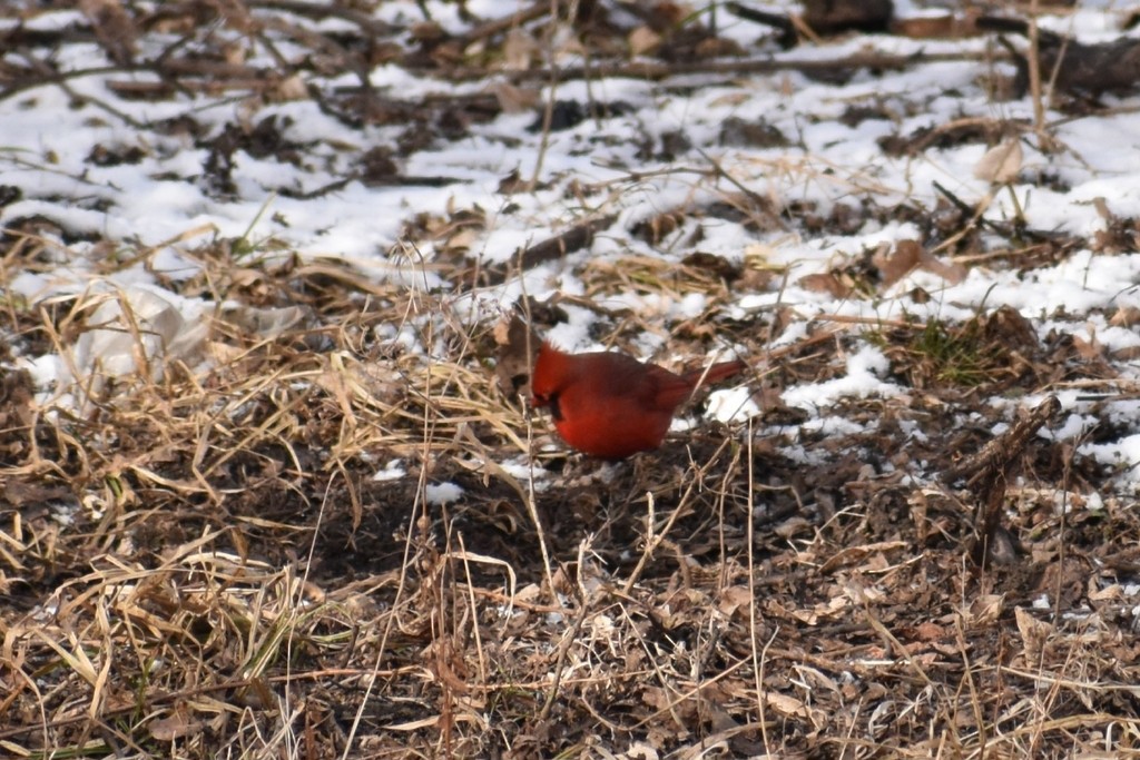 Cardenal Norteño - ML649297246