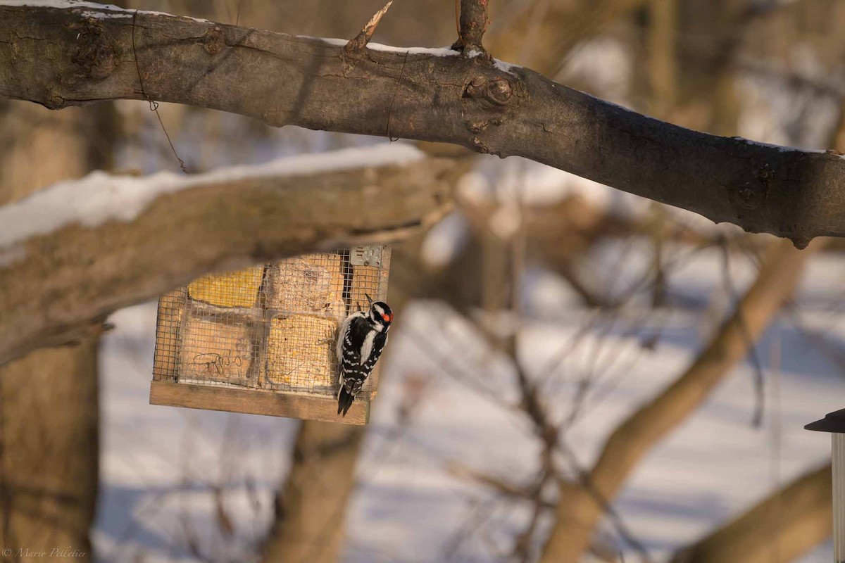 Pico Velloso - ML649297248