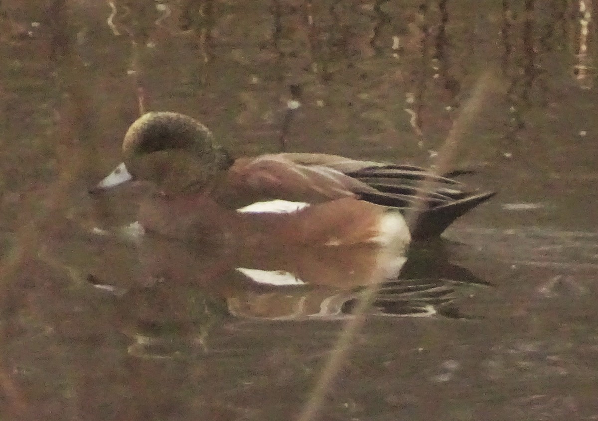 Silbón Americano - ML649297249