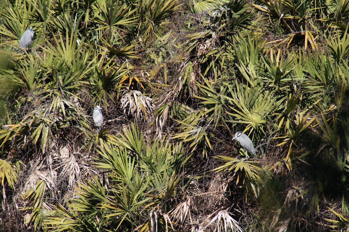 Martinete Coronado - ML649297251