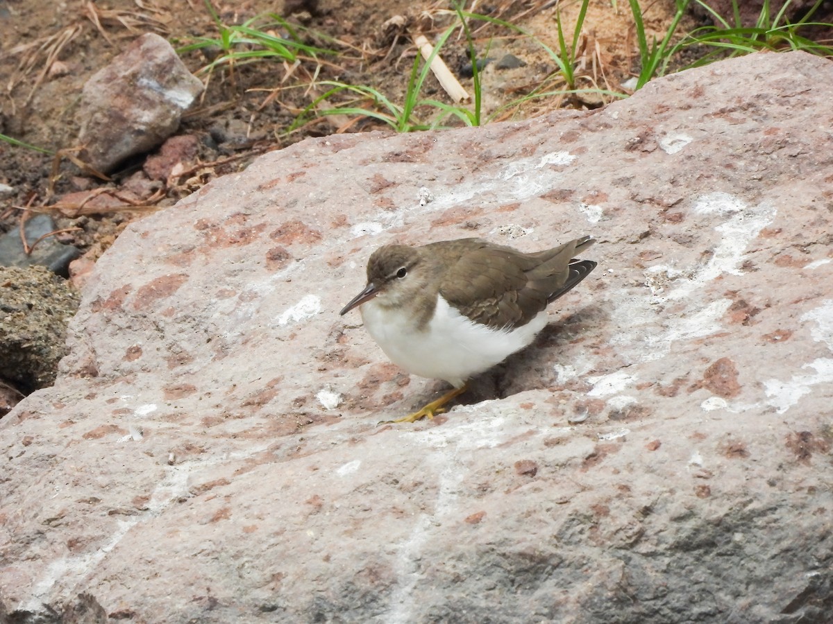 Andarríos Maculado - ML649297252