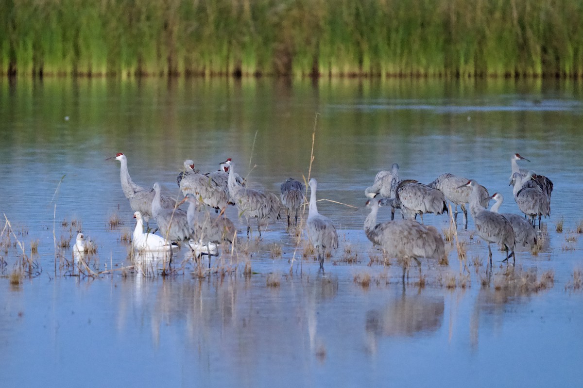 Grulla Canadiense - ML649297253