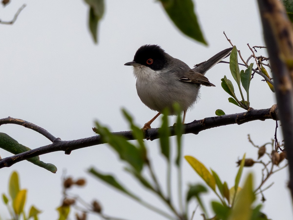 Curruca Cabecinegra - ML649297254