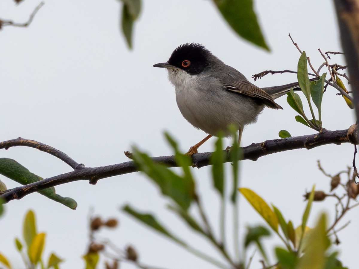 Curruca Cabecinegra - ML649297255