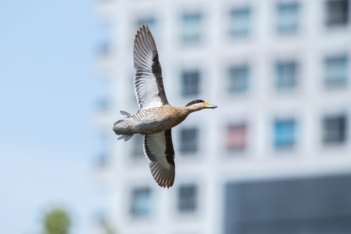 Cerceta Capuchina - ML649297257