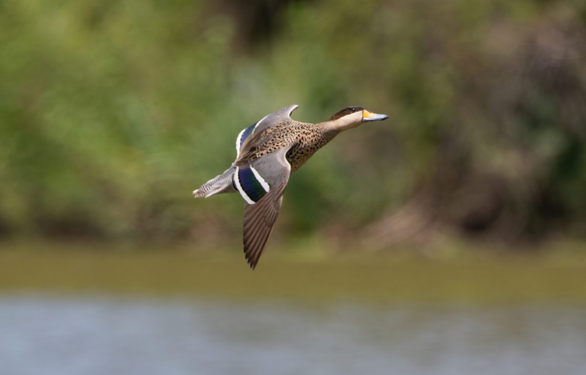 Cerceta Capuchina - ML649297258