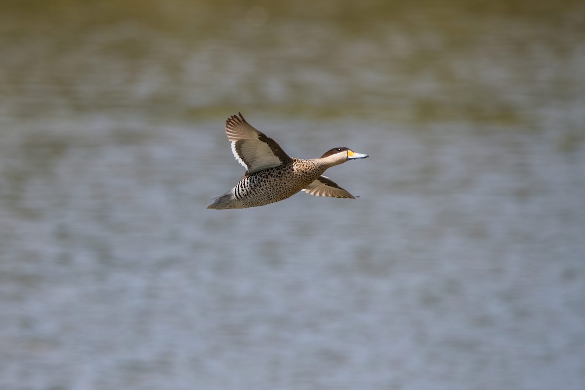 Cerceta Capuchina - ML649297259