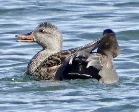 Ánade Friso - ML649297260