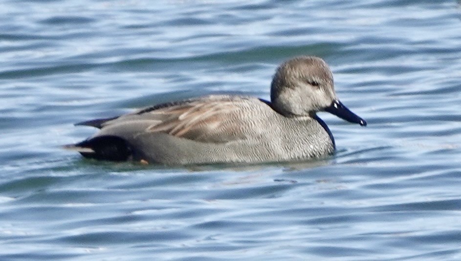 Ánade Friso - ML649297261