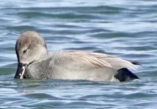 Ánade Friso - ML649297262