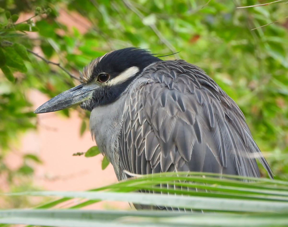 Martinete Coronado - ML649297263