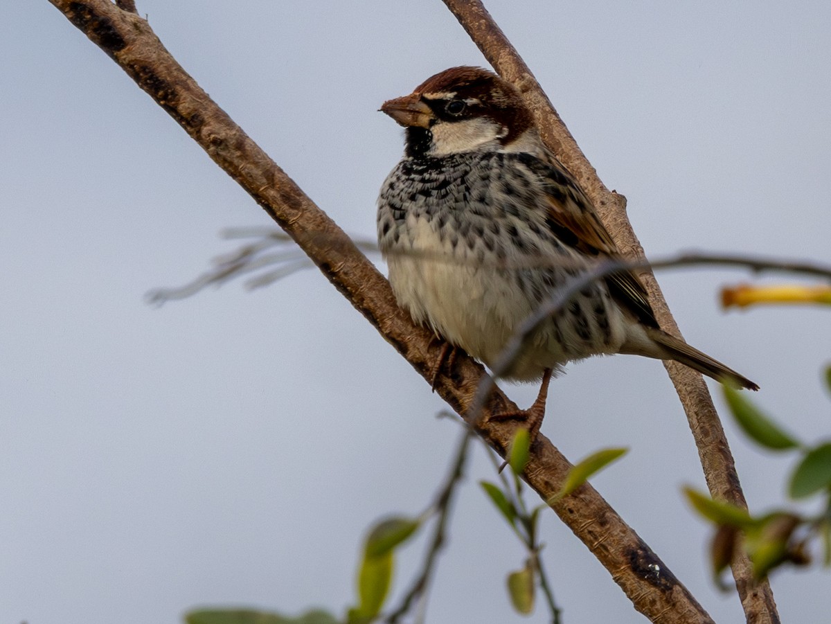 Gorrión Moruno - ML649297264