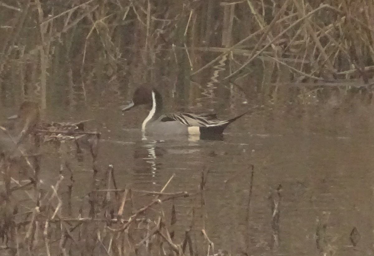 Ánade Rabudo - ML649297265