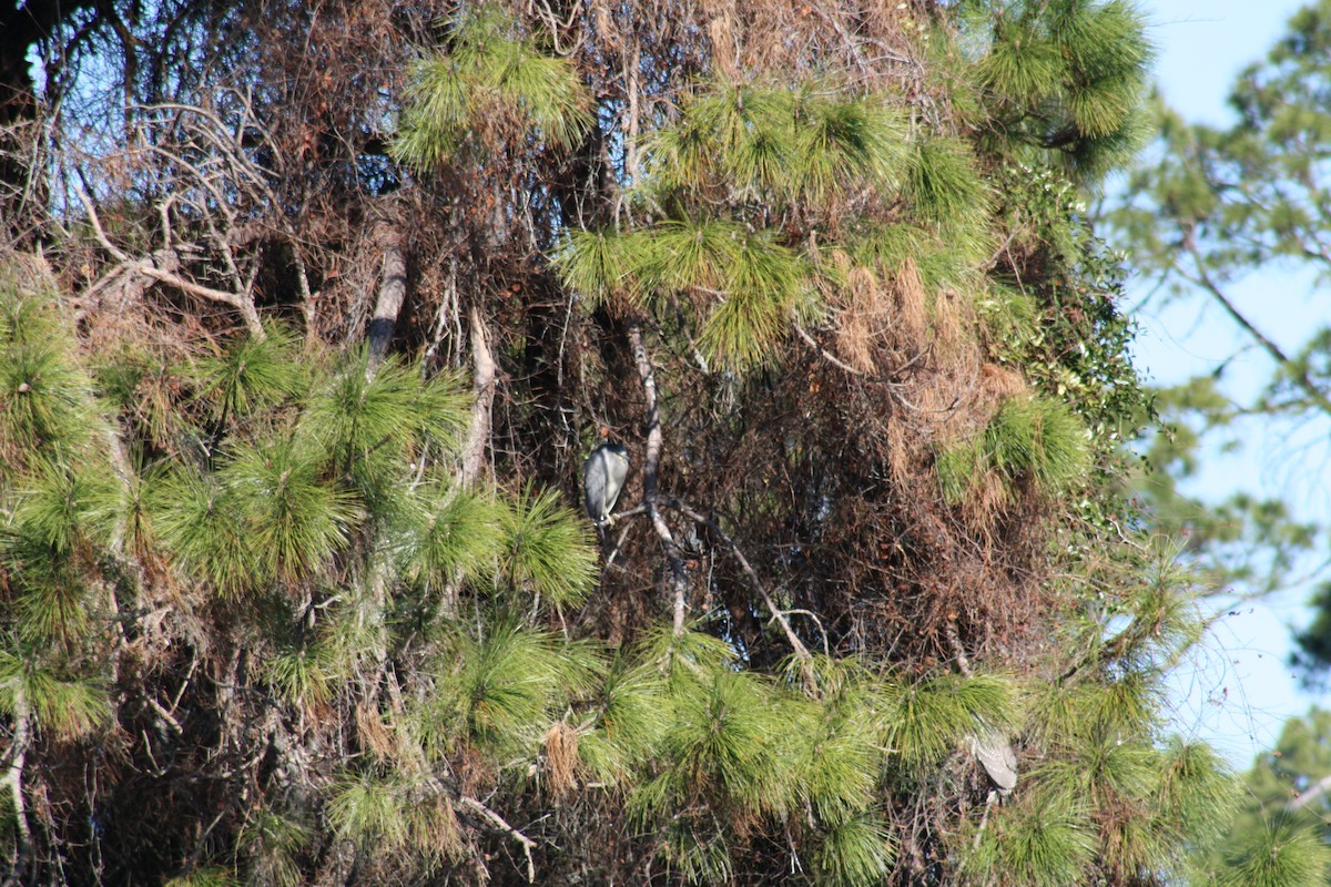 Martinete Común - ML649297266