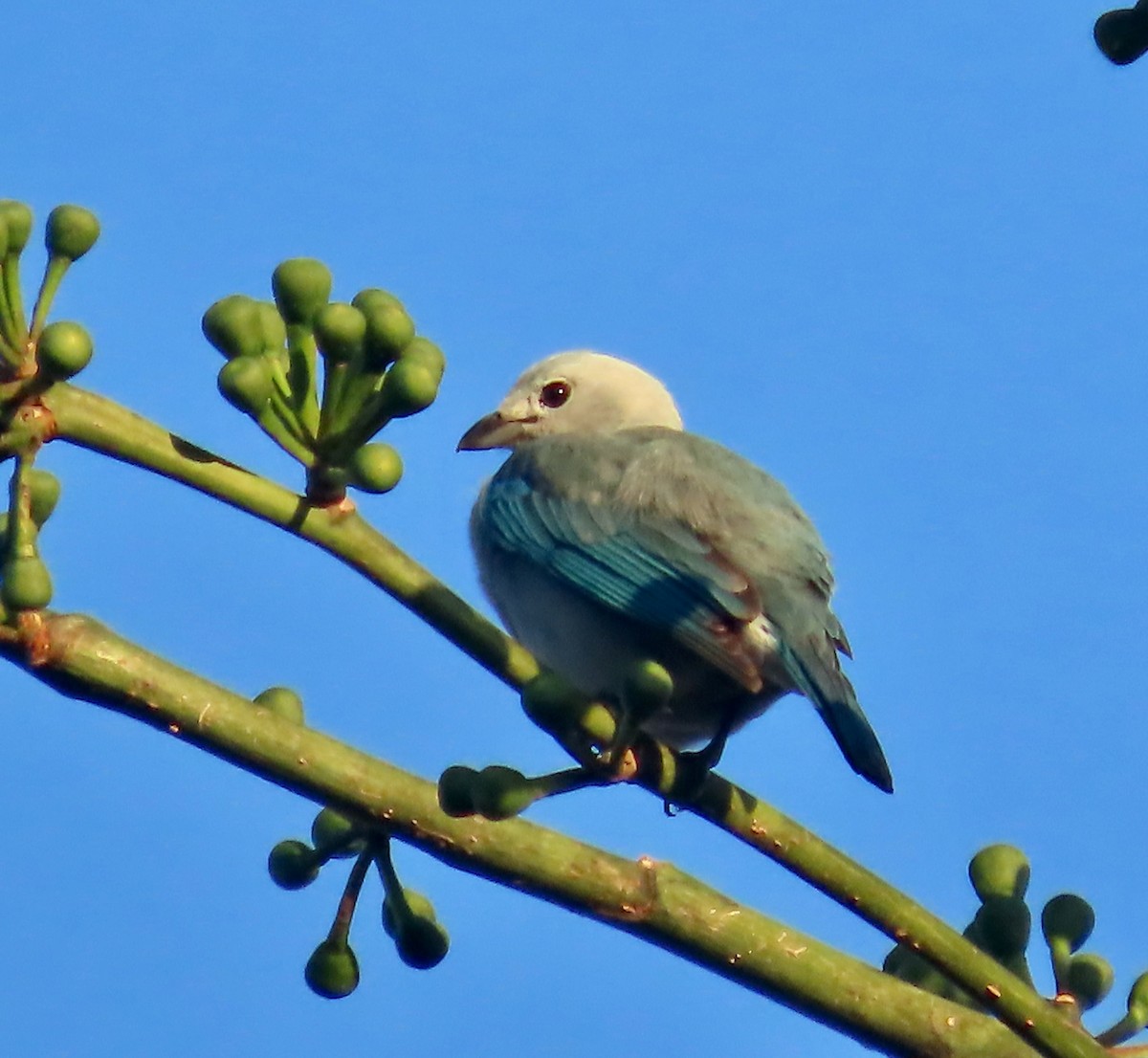 Tangara Azuleja - ML649297267