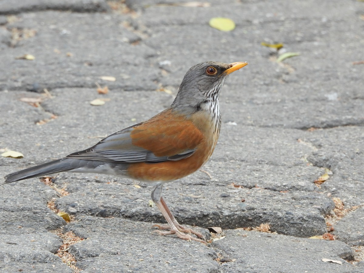 Zorzal Dorsirrufo - ML649297268