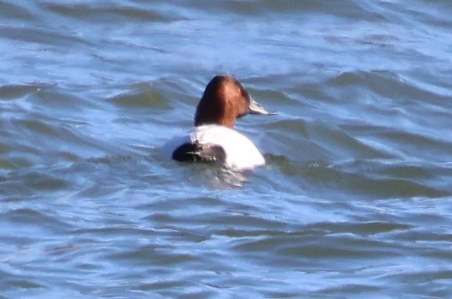 Porrón Coacoxtle - ML649297269