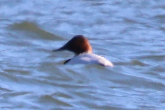 Porrón Coacoxtle - ML649297270