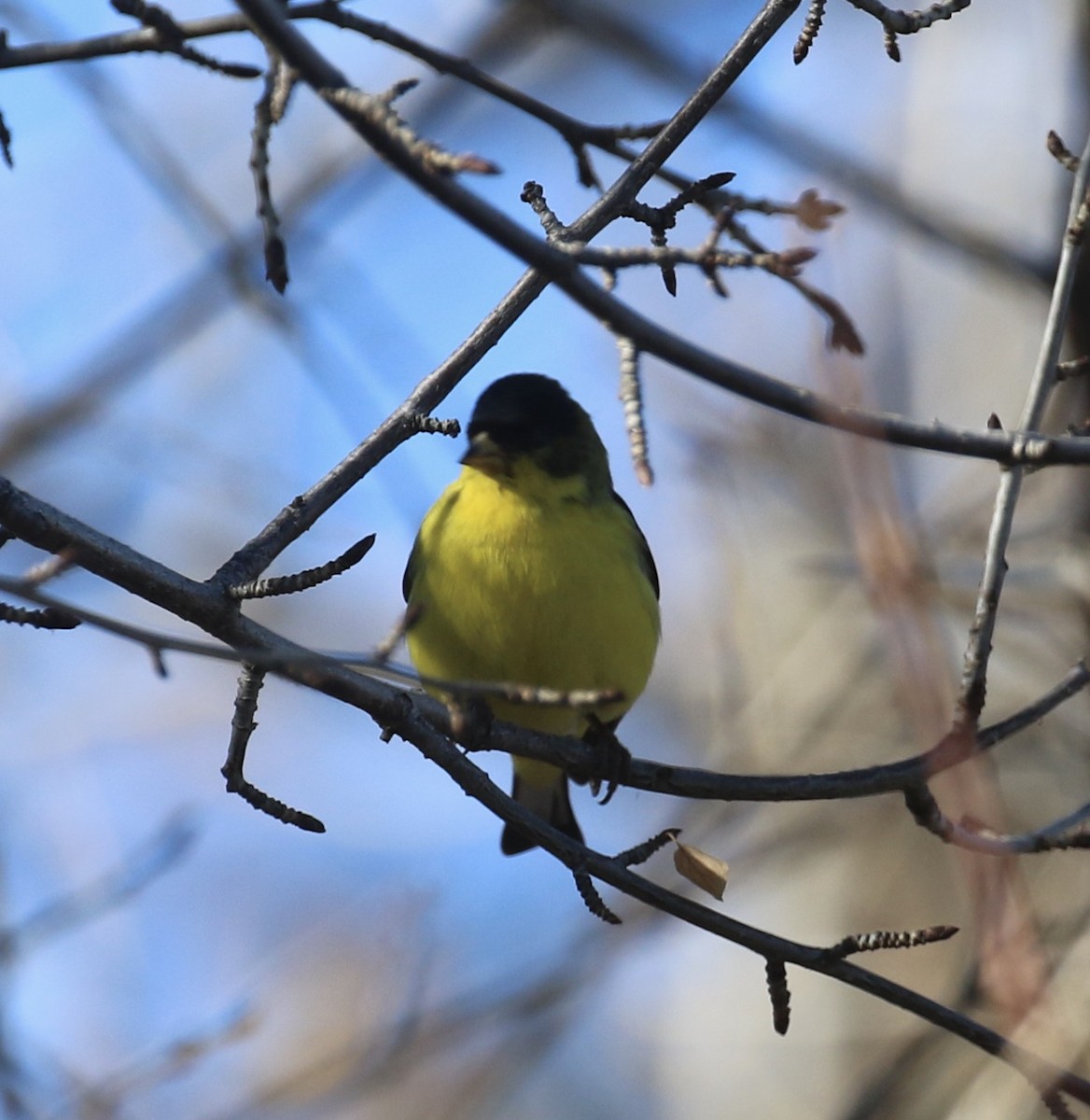 Jilguero Menor - ML649297272