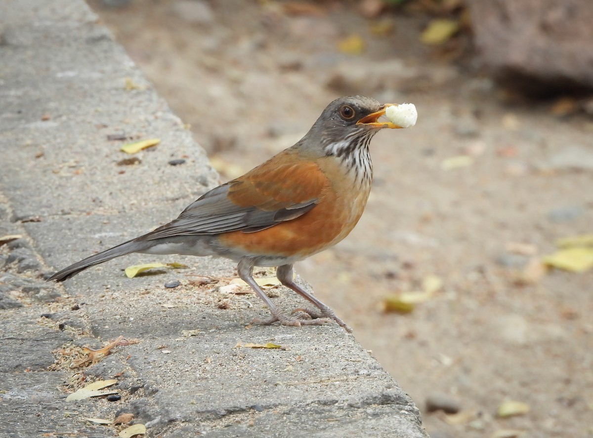 Zorzal Dorsirrufo - ML649297274