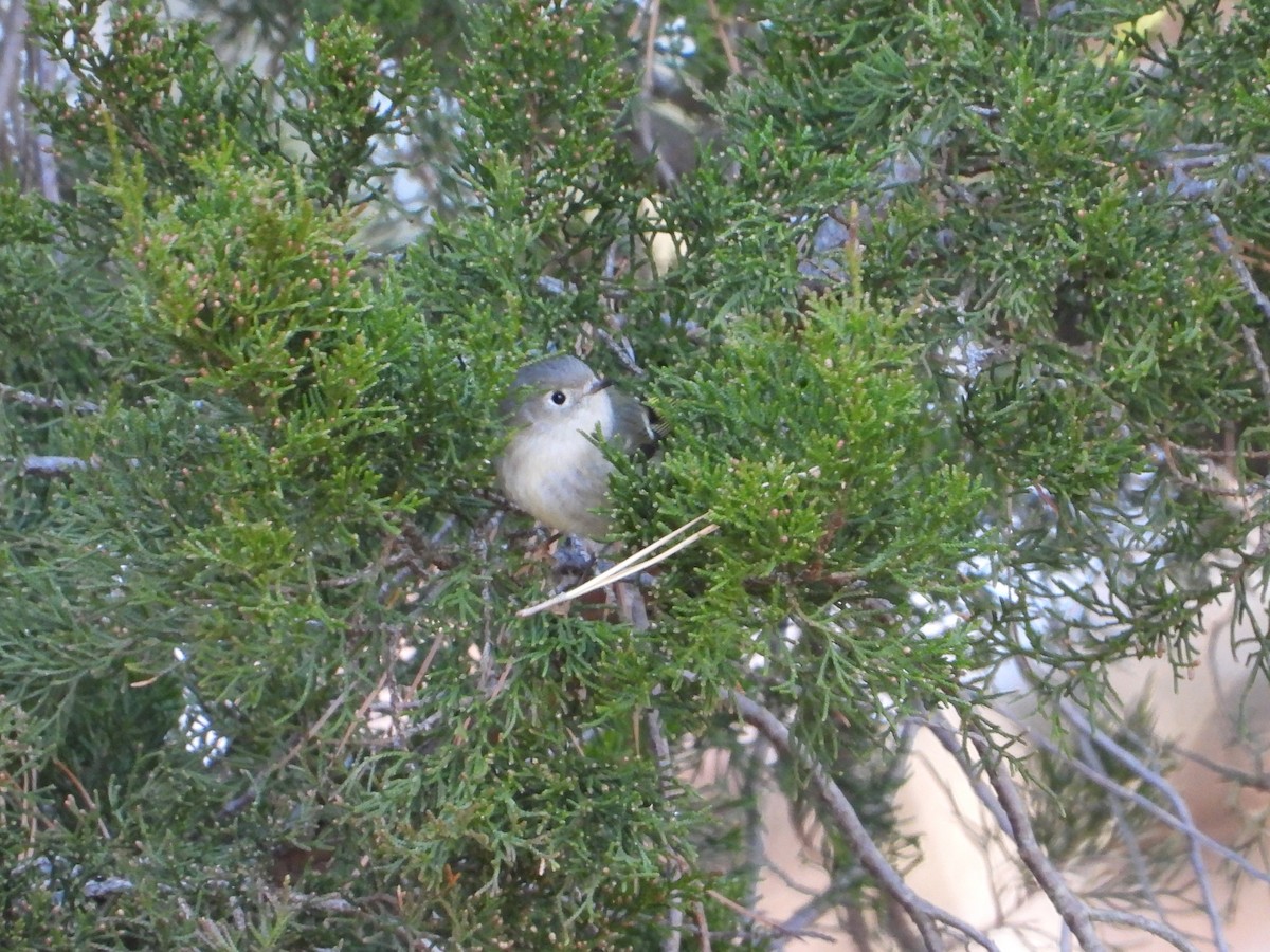 králíček americký - ML649297287