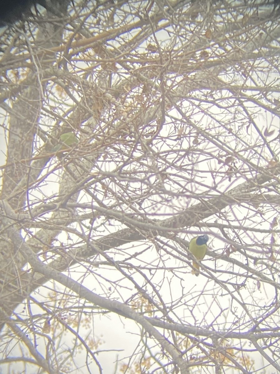 Green Jay (Green) - ML649297296