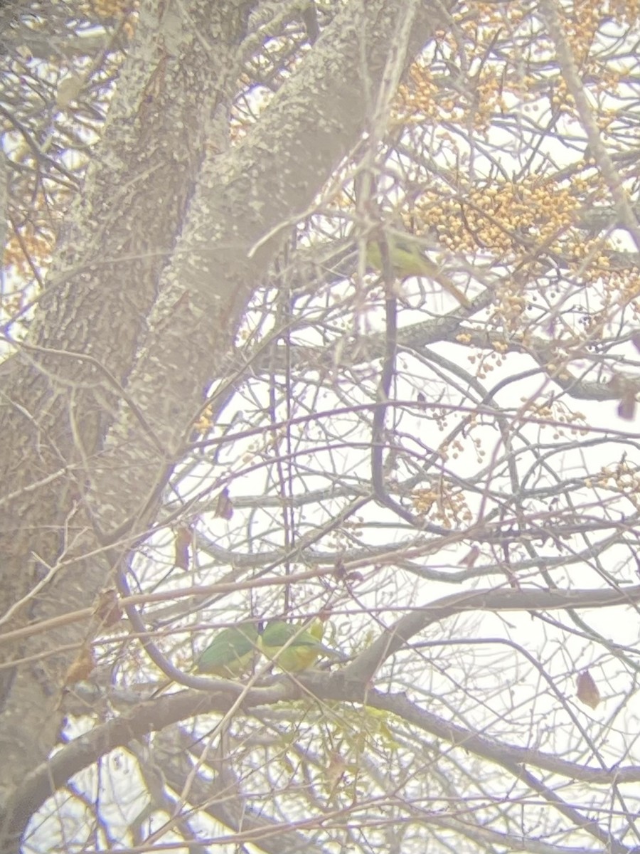 Green Jay (Green) - ML649297297