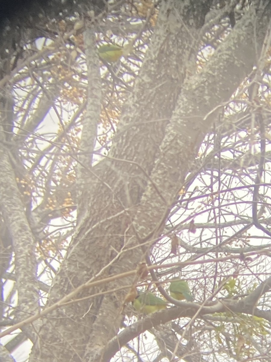 Green Jay (Green) - ML649297298