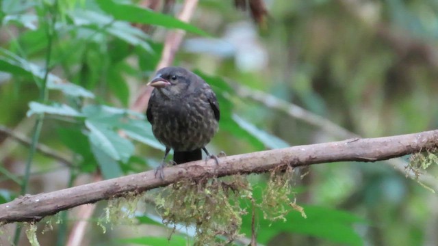 クロスジオリーブシトド - ML649297335