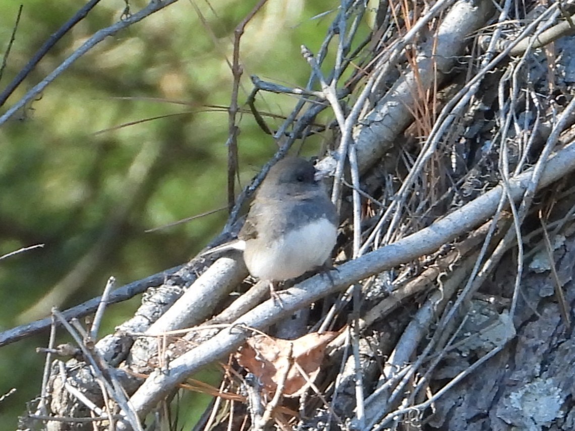 strnadec zimní - ML649297349