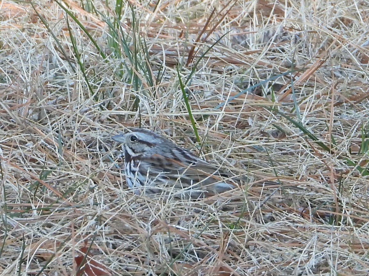 strnadec zpěvný - ML649297486