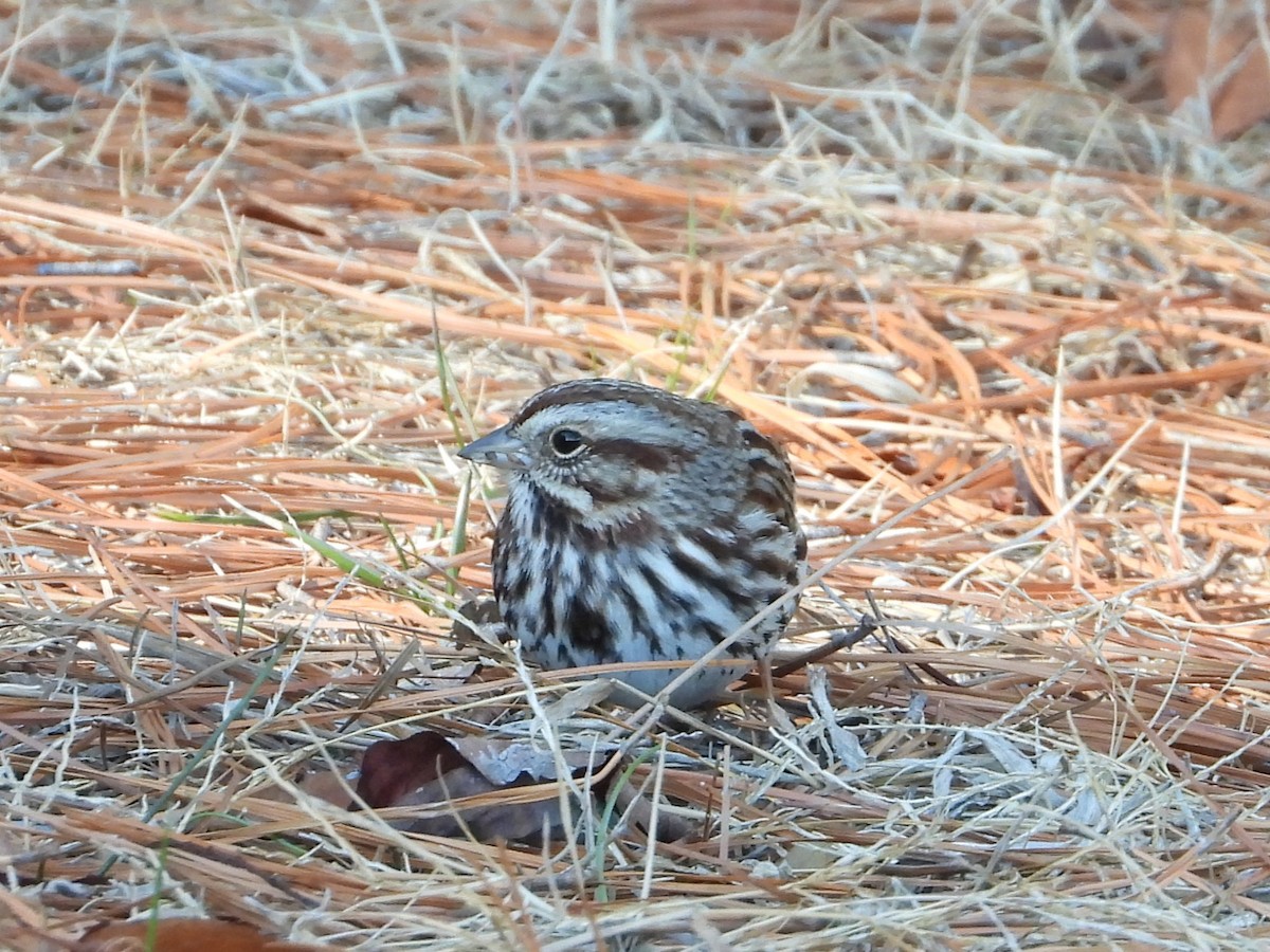 strnadec zpěvný - ML649297586