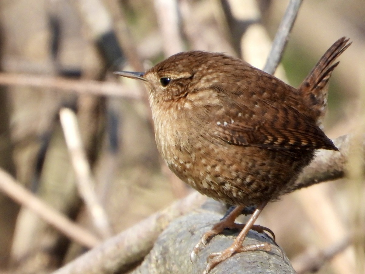 Winter Wren - ML649297613