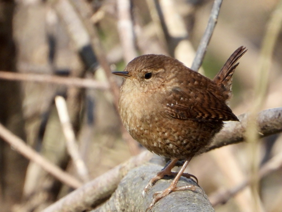 Winter Wren - ML649297614