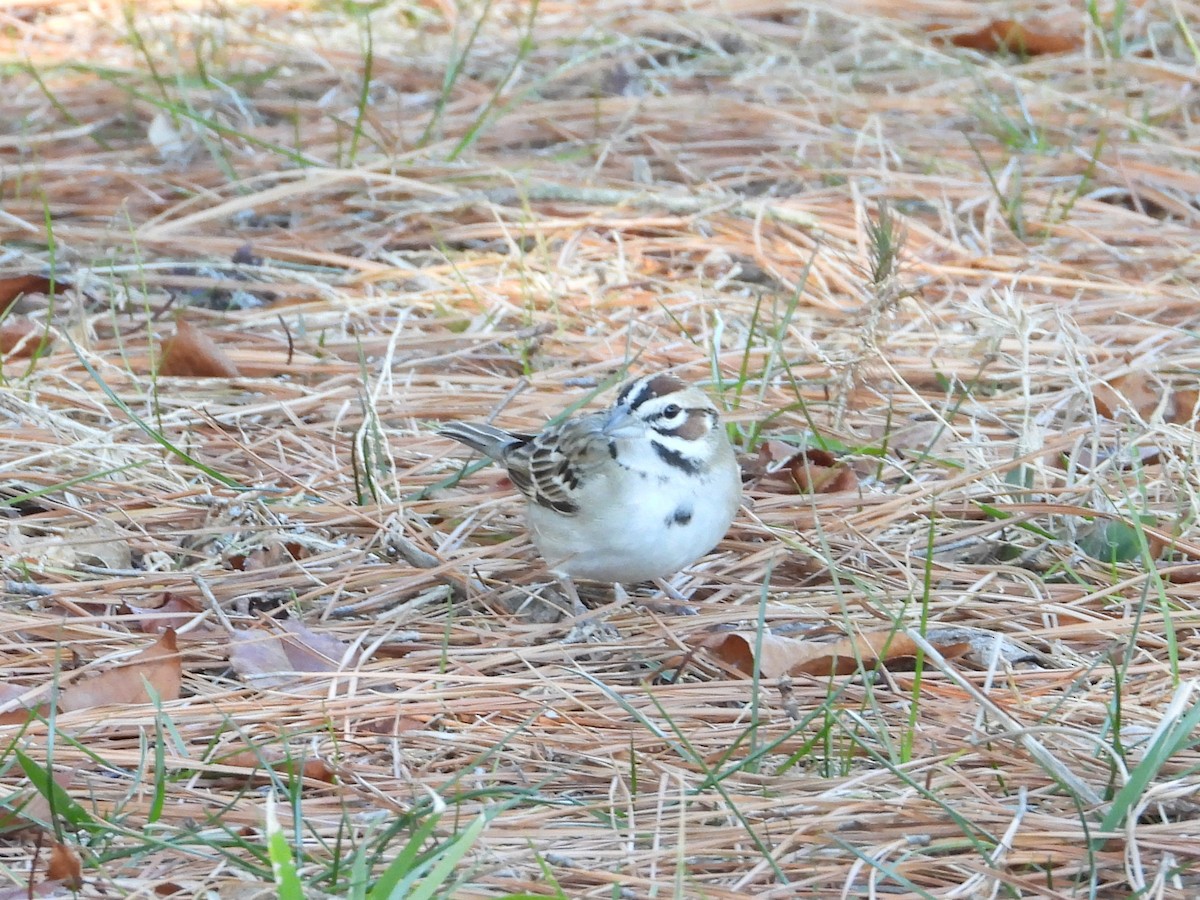 strnádka travní - ML649297659