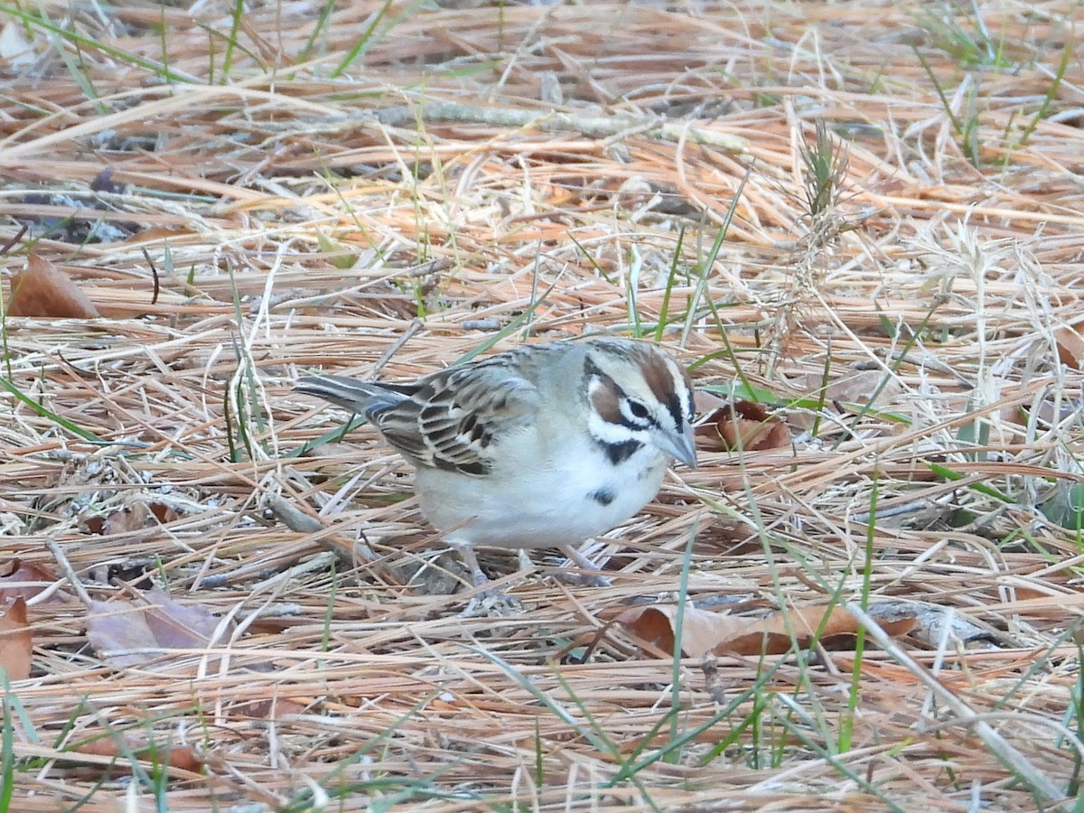 Lark Sparrow - Maggie Silverman