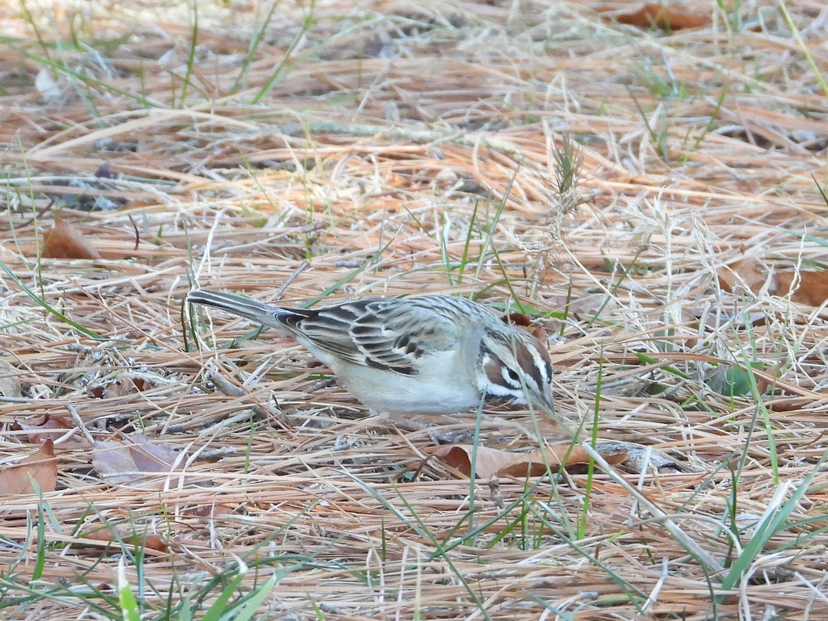 strnádka travní - ML649297690