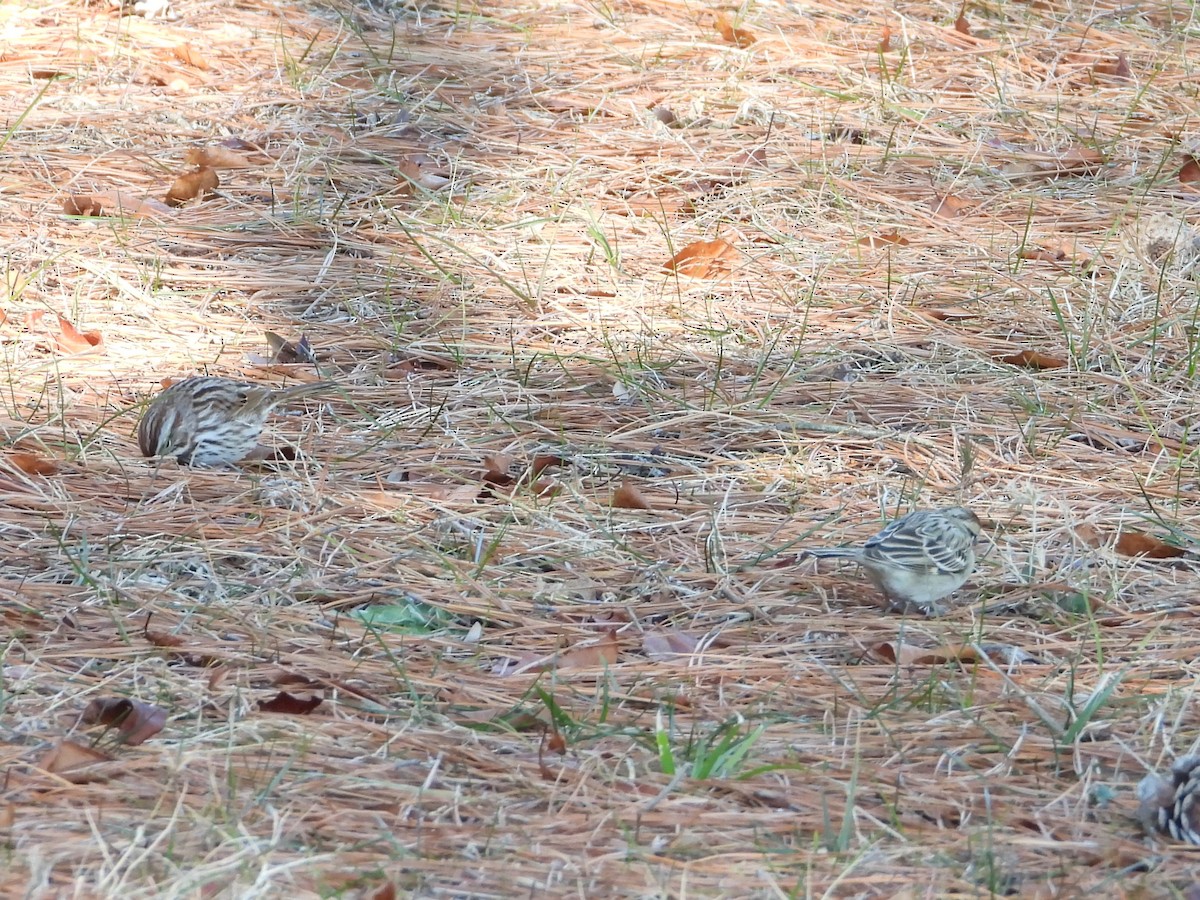 strnádka travní - ML649297728