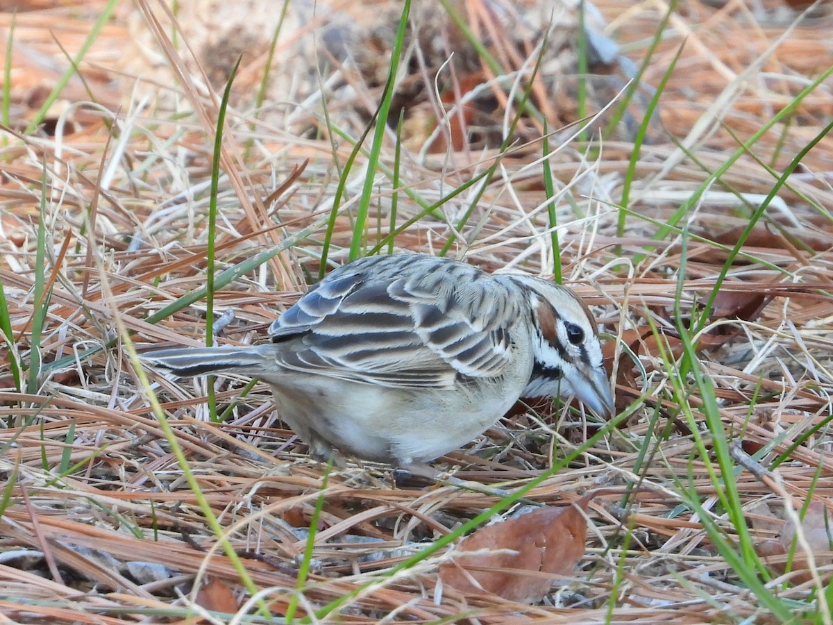 strnádka travní - ML649297798