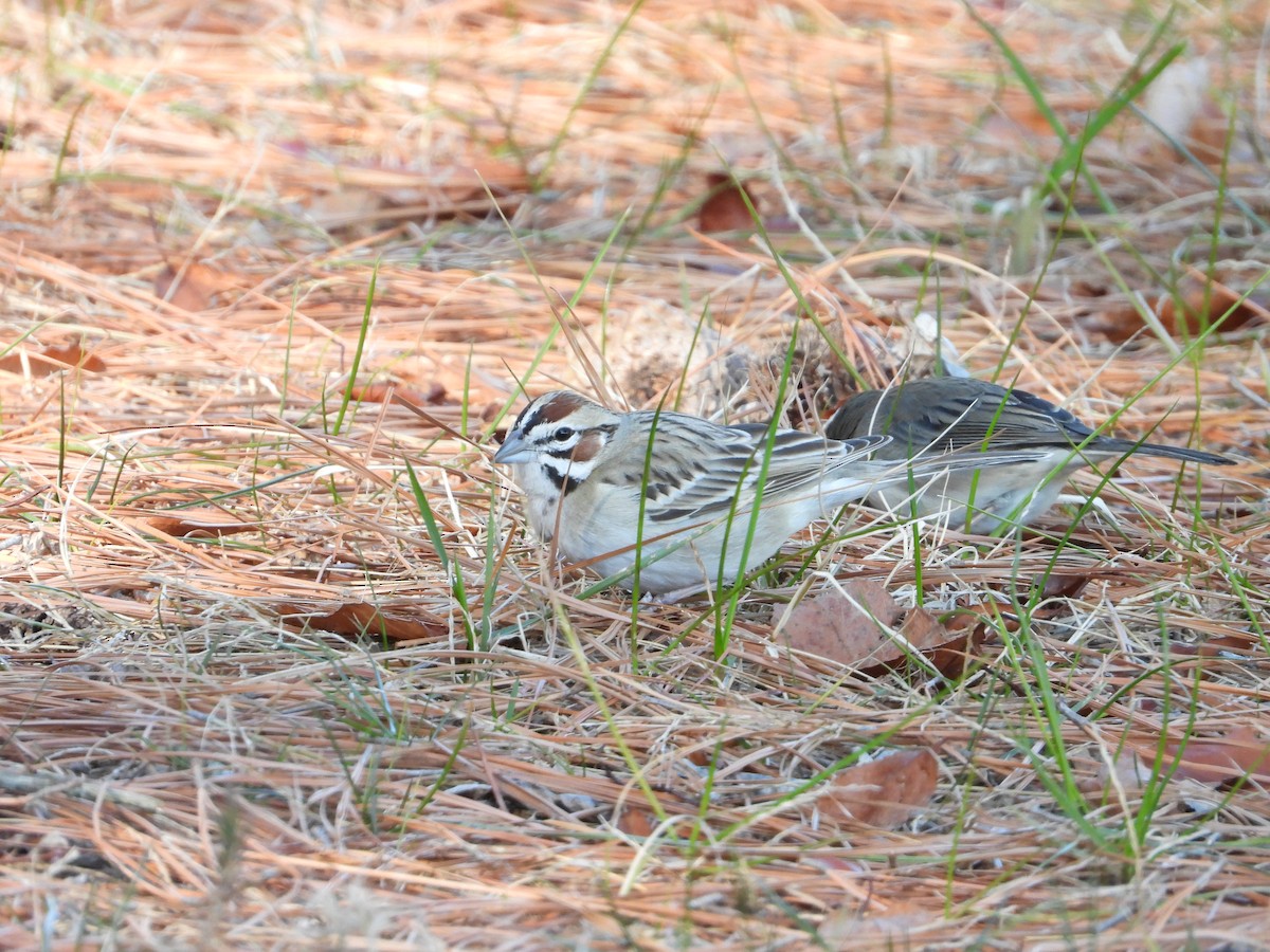 strnádka travní - ML649297812