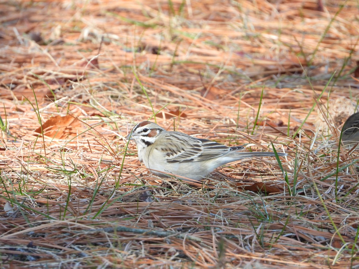 Прерийная овсянка - ML649297834