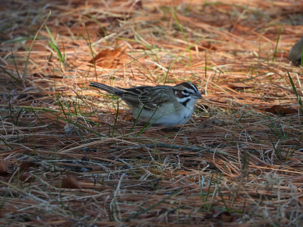 Прерийная овсянка - ML649297877