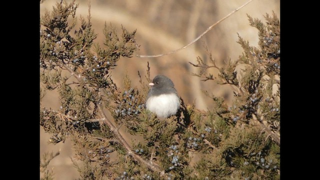 ユキヒメドリ - ML649297975