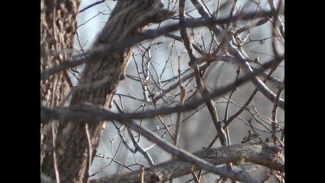 キヅタアメリカムシクイ - ML649297986