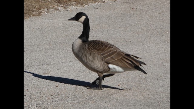 カナダガン - ML649298109