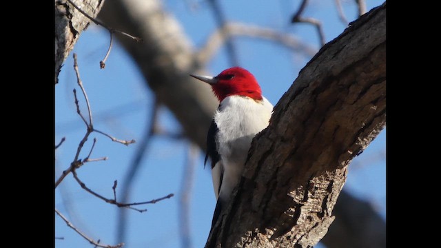 ズアカキツツキ - ML649298120